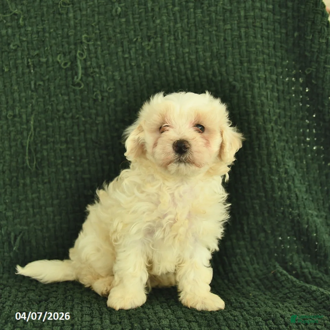 Maltipoo dogs for sale: Noble  - Ad 3