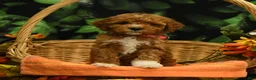 Miniature Poodle dogs for sale: Gracie - Ad 1
