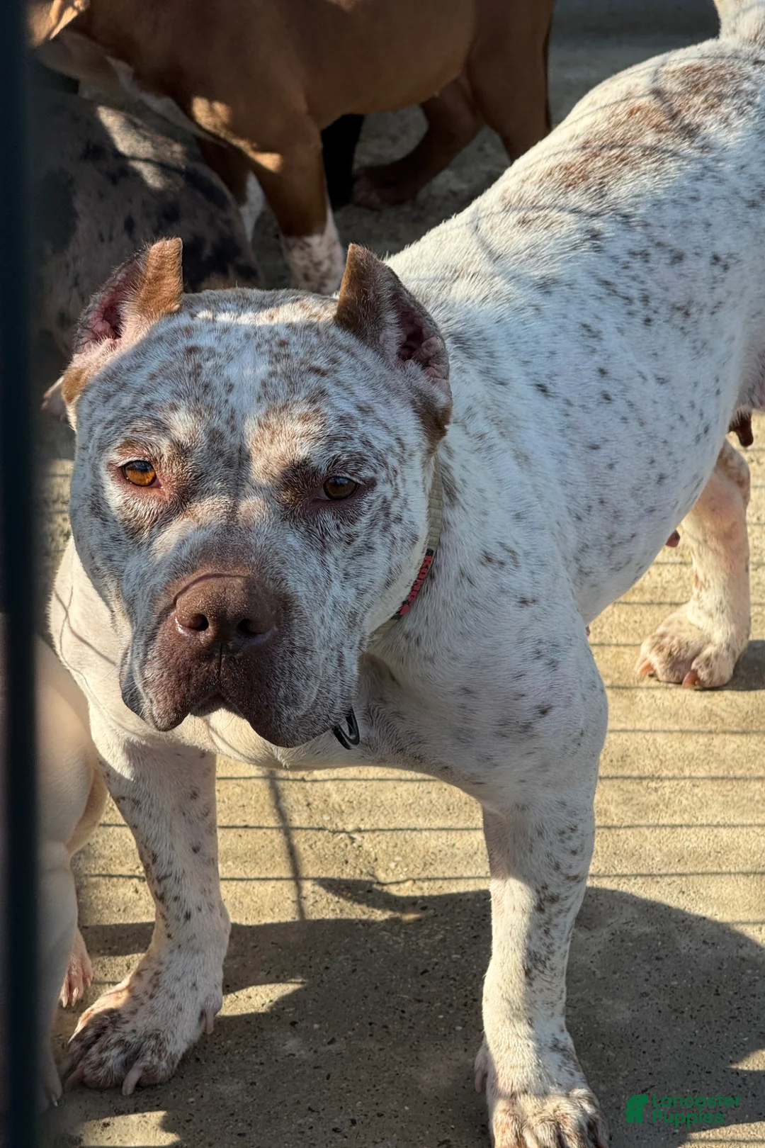 American Bully dogs for sale: Pearl - Ad 3