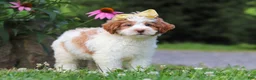 Mini Bernedoodle dogs for sale: Rain - Ad 3