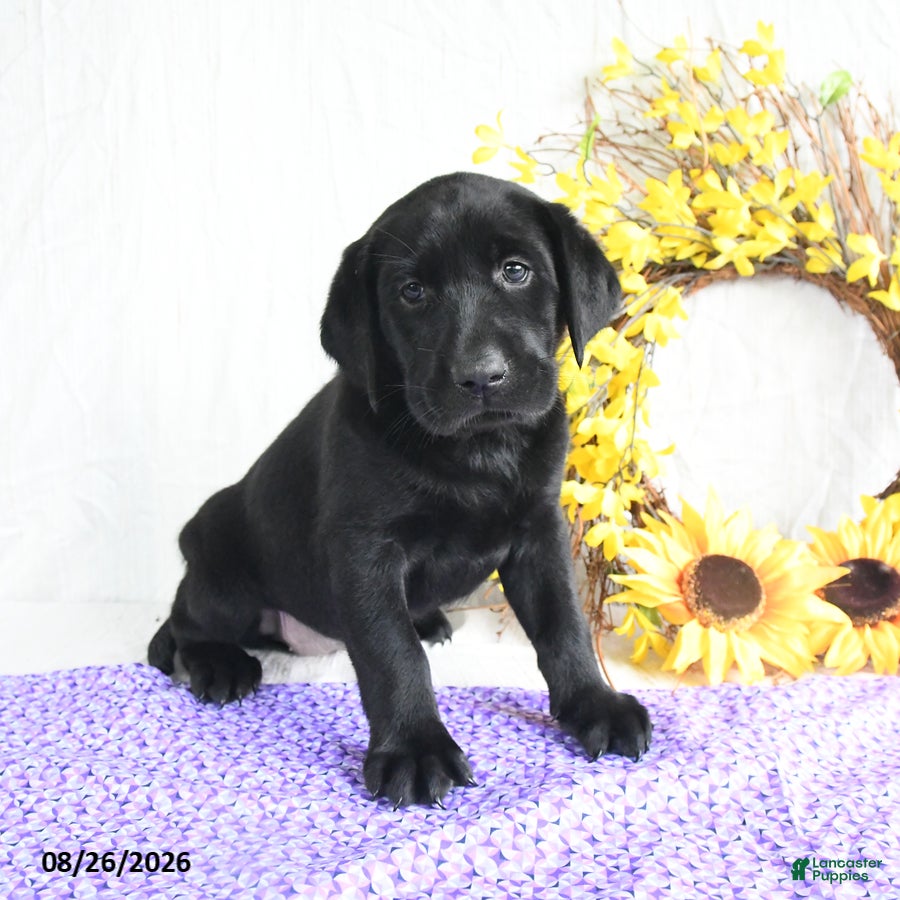 Labrador Retriever dogs Kami - Ad 1