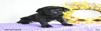 Kami
