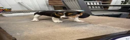 Beagle dogs for sale: AKC Sean - Ad 3