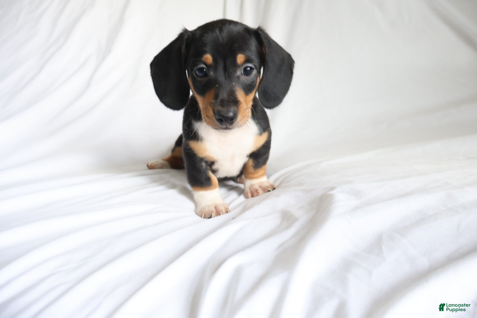 Dachshund dogs for sale: Chipper - Ad 1
