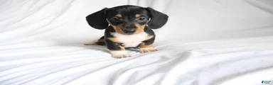 Chipper
