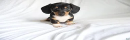Dachshund dogs for sale: Chipper - Ad 1