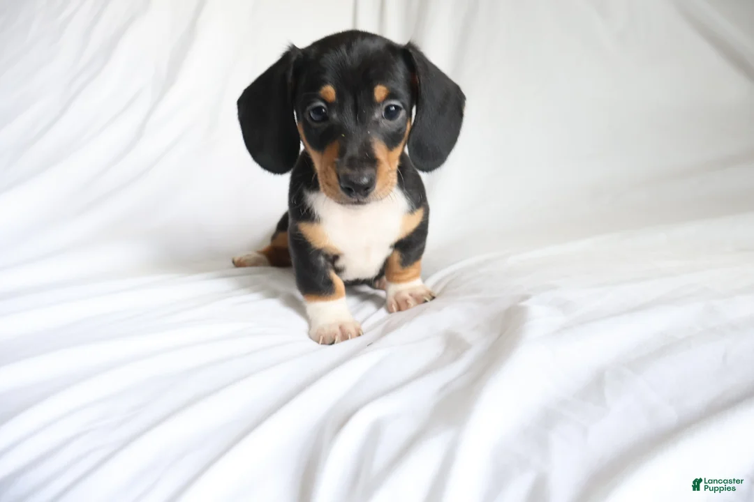 Dachshund dogs for sale: Chipper - Ad 1