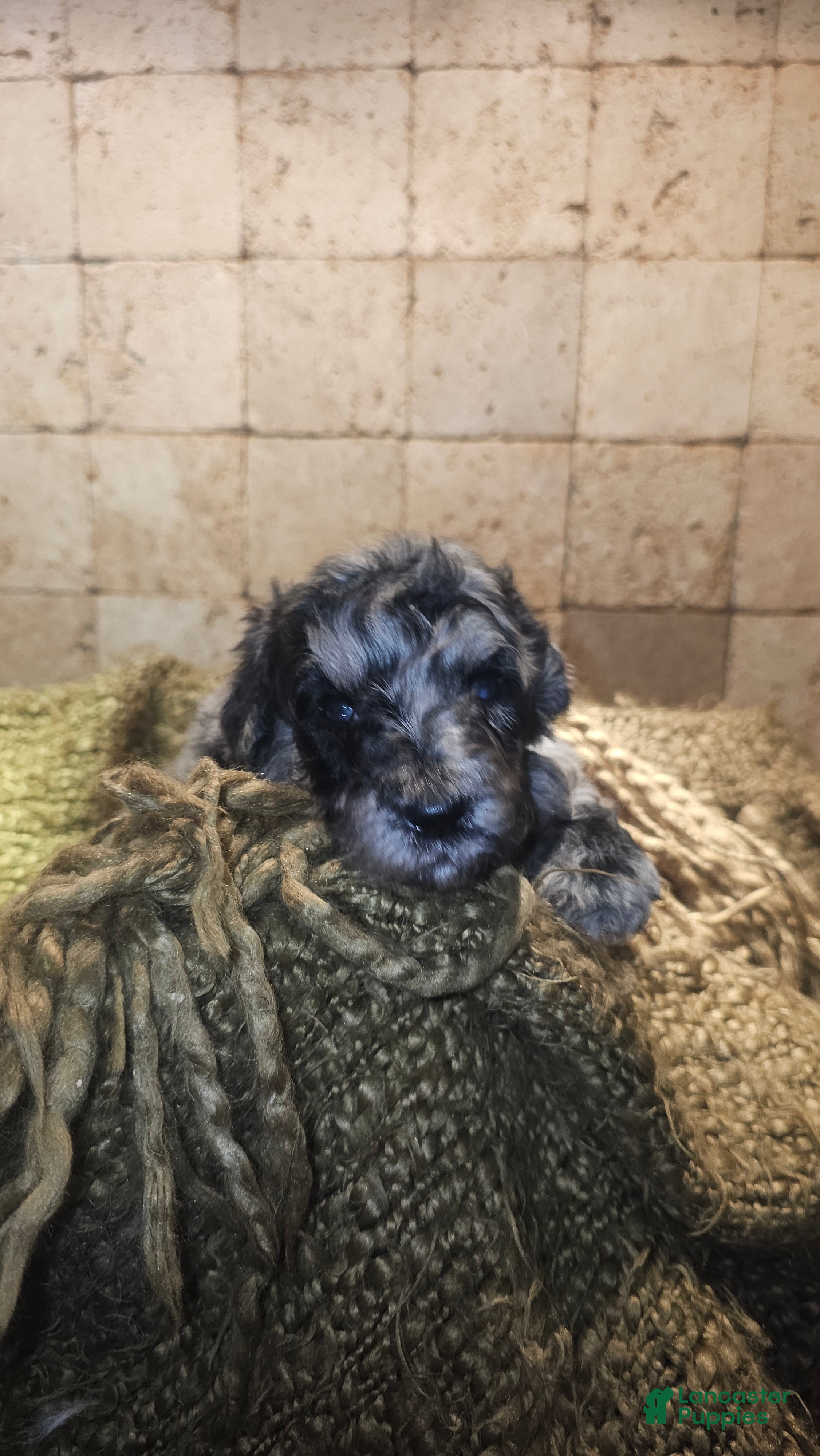 Goldendoodle dogs Braxton Goldendoodle Puppy 2 - Ad 8