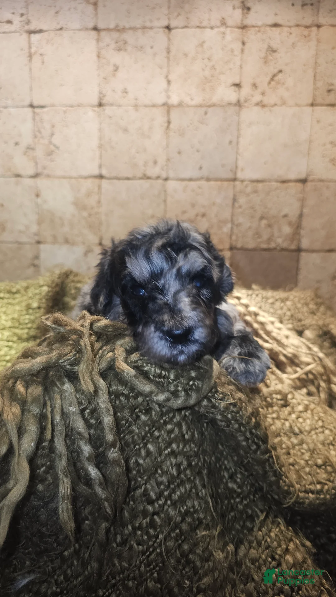 Goldendoodle dogs for sale: Braxton Goldendoodle Puppy 2 - Ad 1