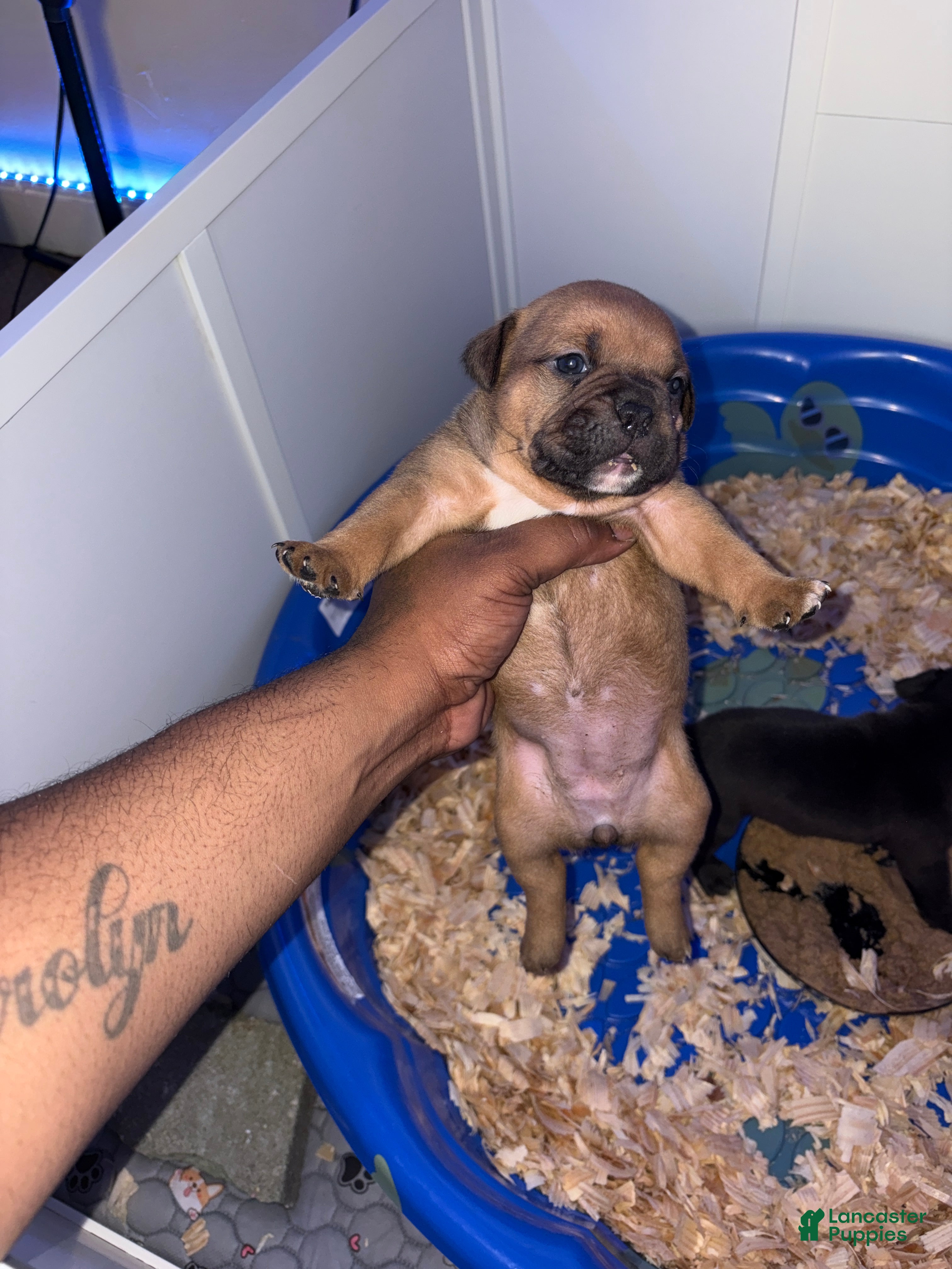 American Bully dogs American Bully Female - Ad 13