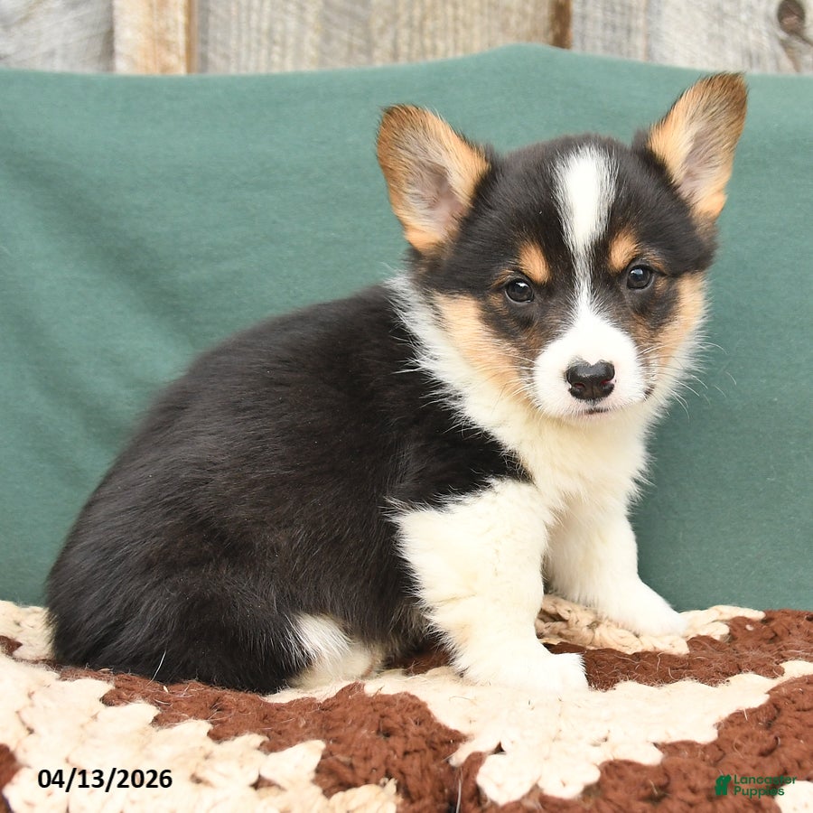 Welsh Corgi Pembroke dogs Hayden - Ad 2