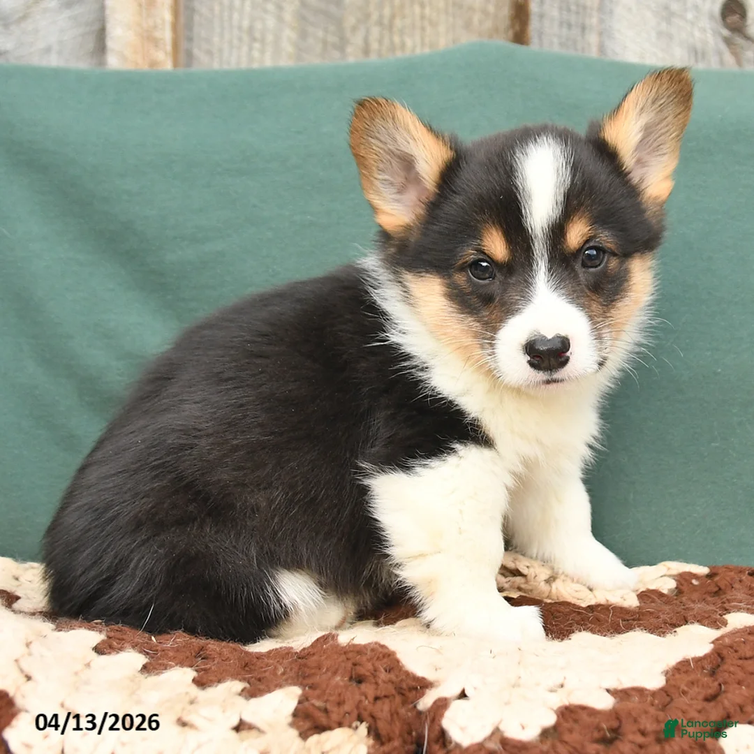 Welsh Corgi Pembroke dogs for sale: Hayden - Ad 2