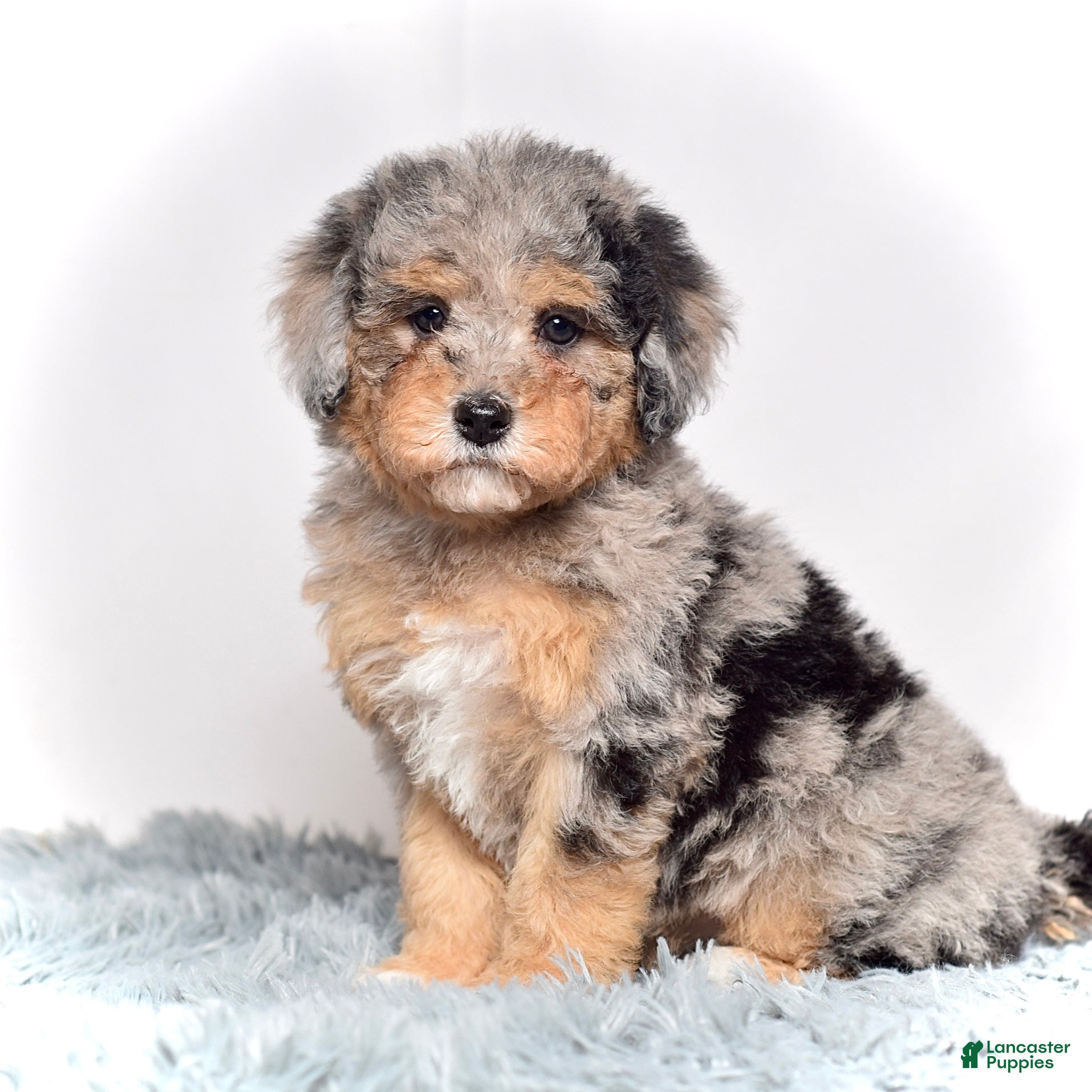 Mini Goldendoodle dogs Ms. Usha - Ad 1