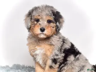 Mini Goldendoodle dogs Ms. Usha - Ad 6