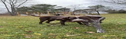 German Shorthaired Pointer dogs for sale: German Shorthaired Pointer 1 - Ad 9