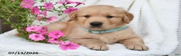 Golden Retriever dogs for sale: Coby - Ad 4