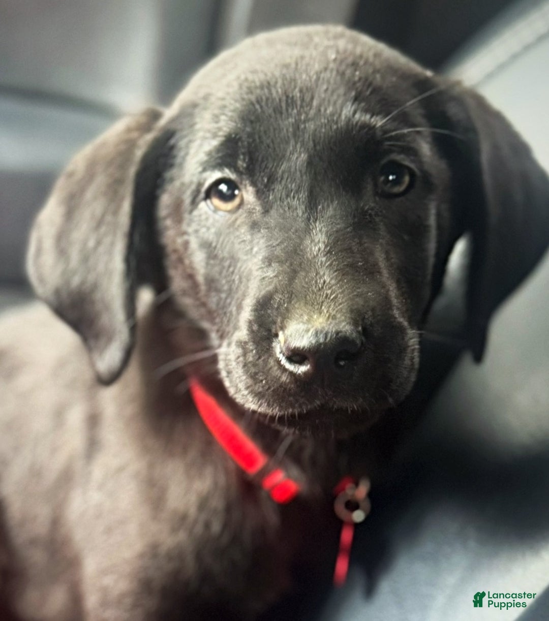 Labrador Retriever dogs for sale: Labrador Retriever Puppy 1 - Ad 5