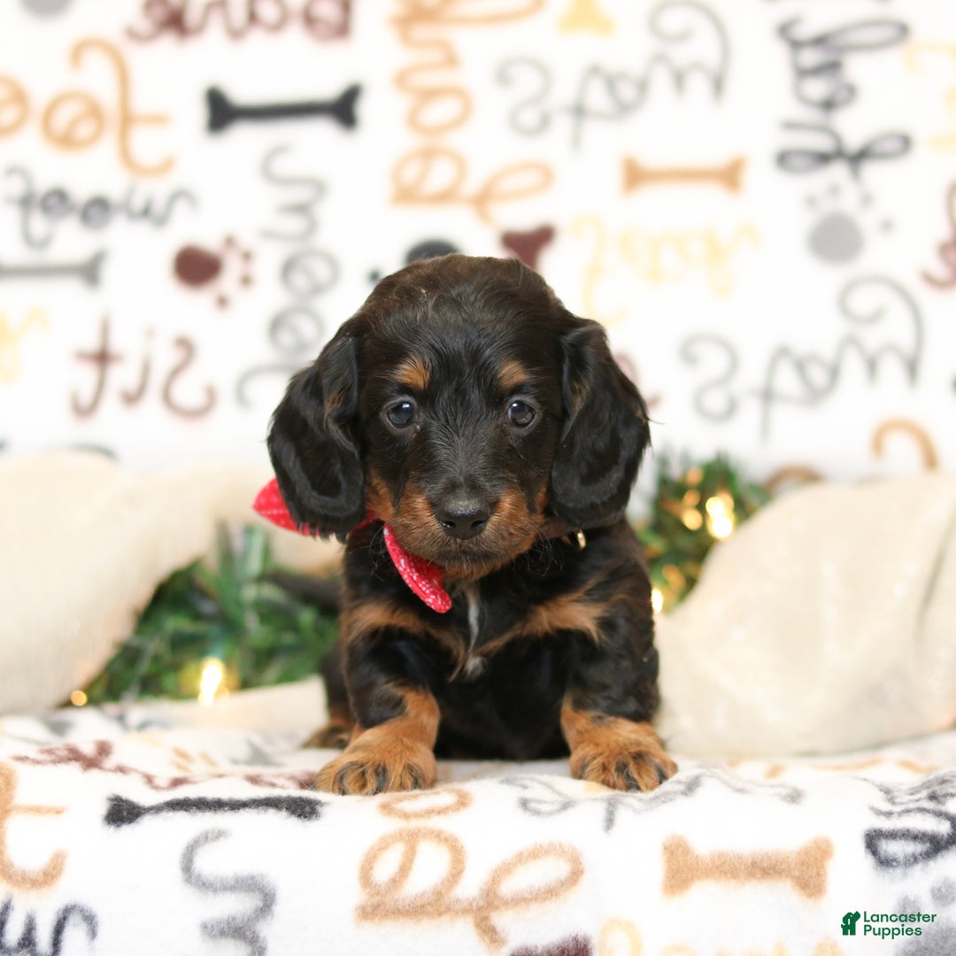 Miniature Dachshund dogs for sale: Indigo - Ad 1