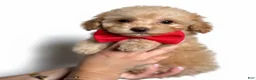 Toy Poodle dogs for sale: Tiny Louie  - Ad 1
