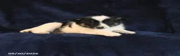Mixed Breed dogs for sale: Spike - Ad 4