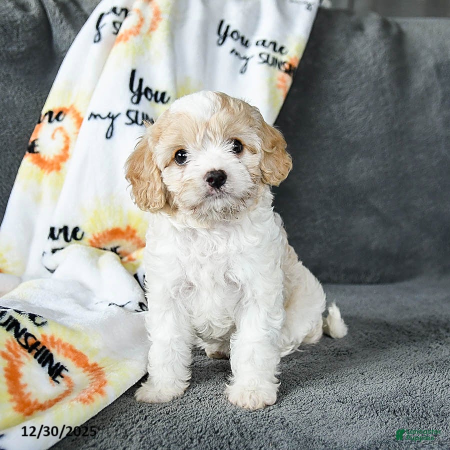 Cavachon dogs Remy - Ad 6