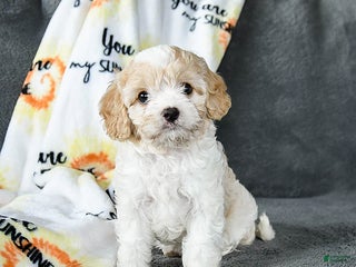 Cavachon dogs Remy - Ad 6
