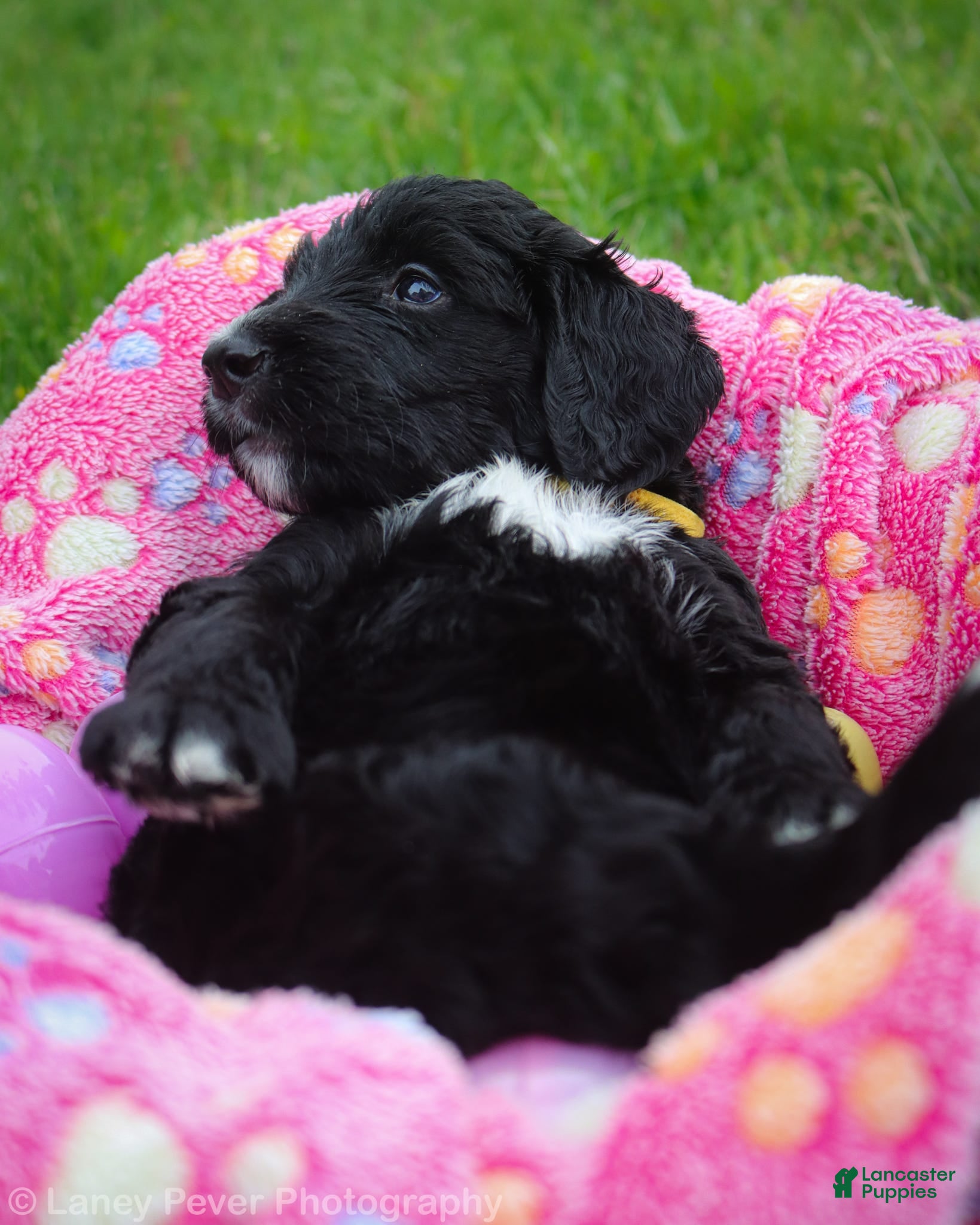 Goldendoodle dogs for sale: Miss Yellow - Ad 2