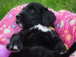 Goldendoodle dogs for sale: Miss Yellow - Ad 2