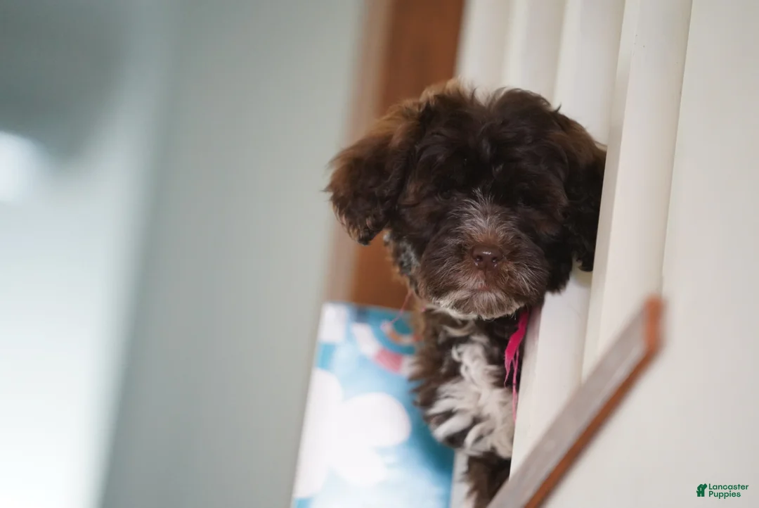 Portuguese Water Dog dogs for sale: Sofi  - Ad 5