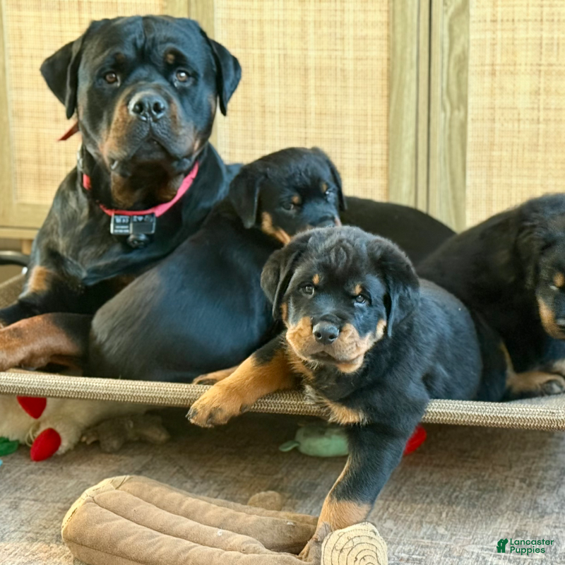Rottweiler dogs for sale: Rottweiler Puppy 5 - Ad 4