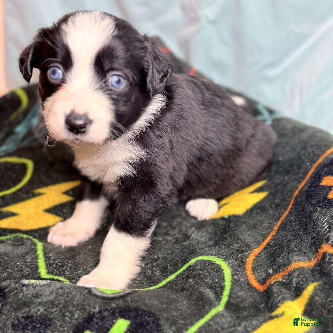 Mixed Breed dogs for sale: Nova - Ad 1