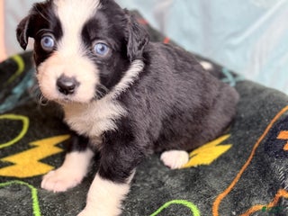 Mixed Breed dogs Nova - Ad 17