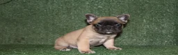 French Bulldog dogs for sale: French Bulldog 5 - Ad 4