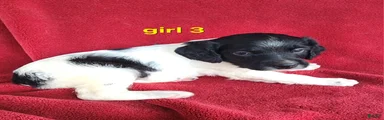 French Brittany girl 3