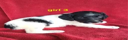 Brittany Spaniel dogs for sale: French Brittany girl 3 - Ad 1