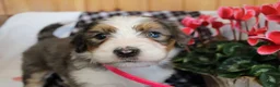 Bernedoodle dogs for sale: Petunia - Ad 2