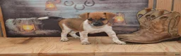 Jug dogs for sale: Fern - Ad 4