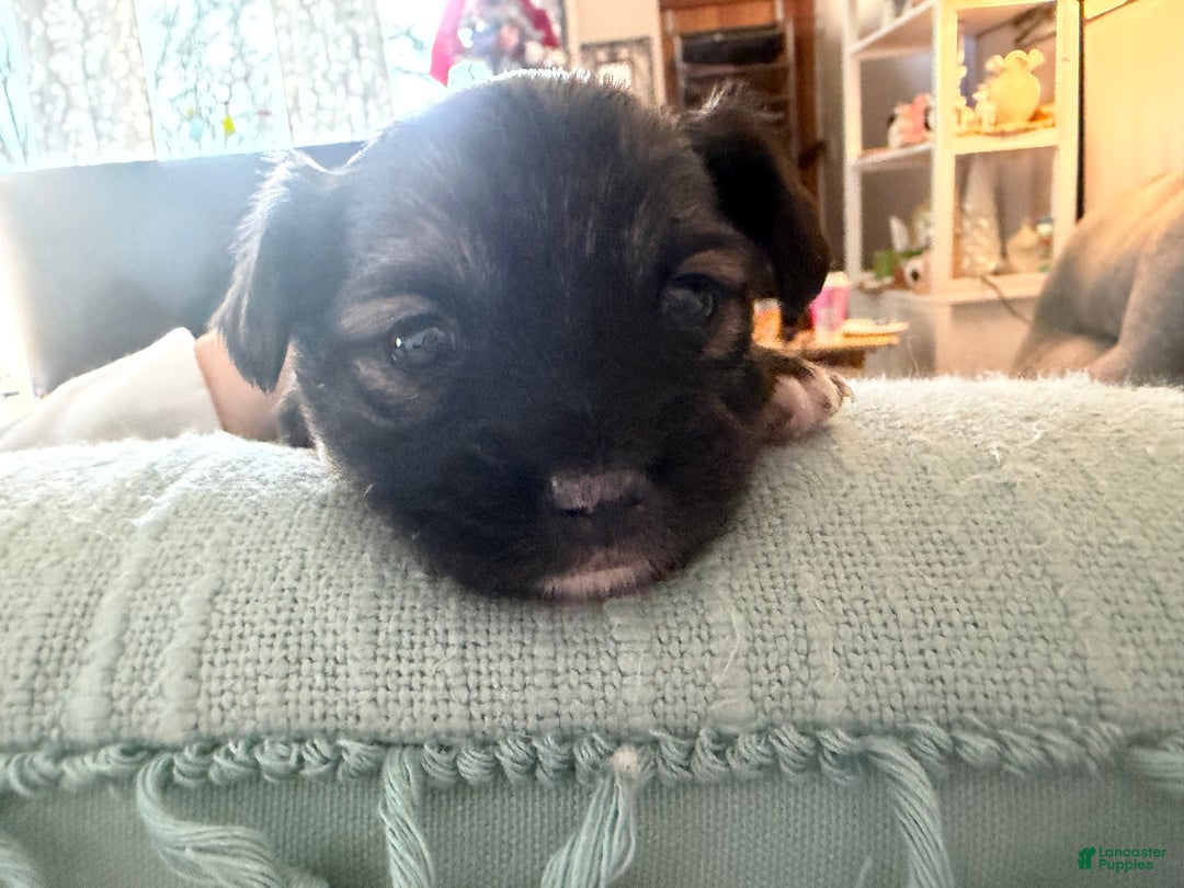 Chihuahua dogs for sale: Emmy - Ad 6