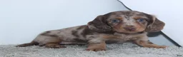 Miniature Dachshund dogs for sale: Rose - Ad 3