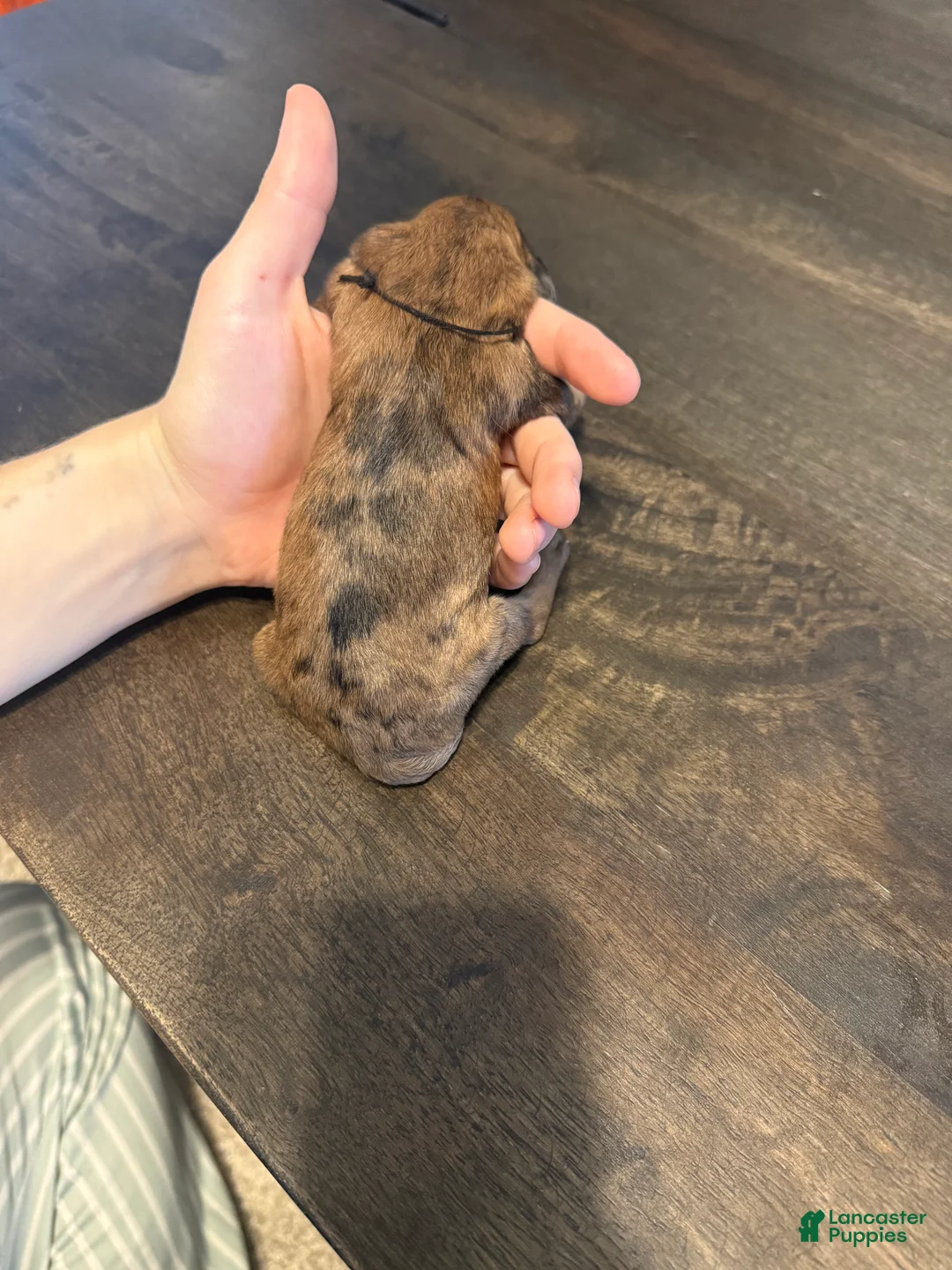 Aussiedoodle dogs for sale: Luther - Ad 2