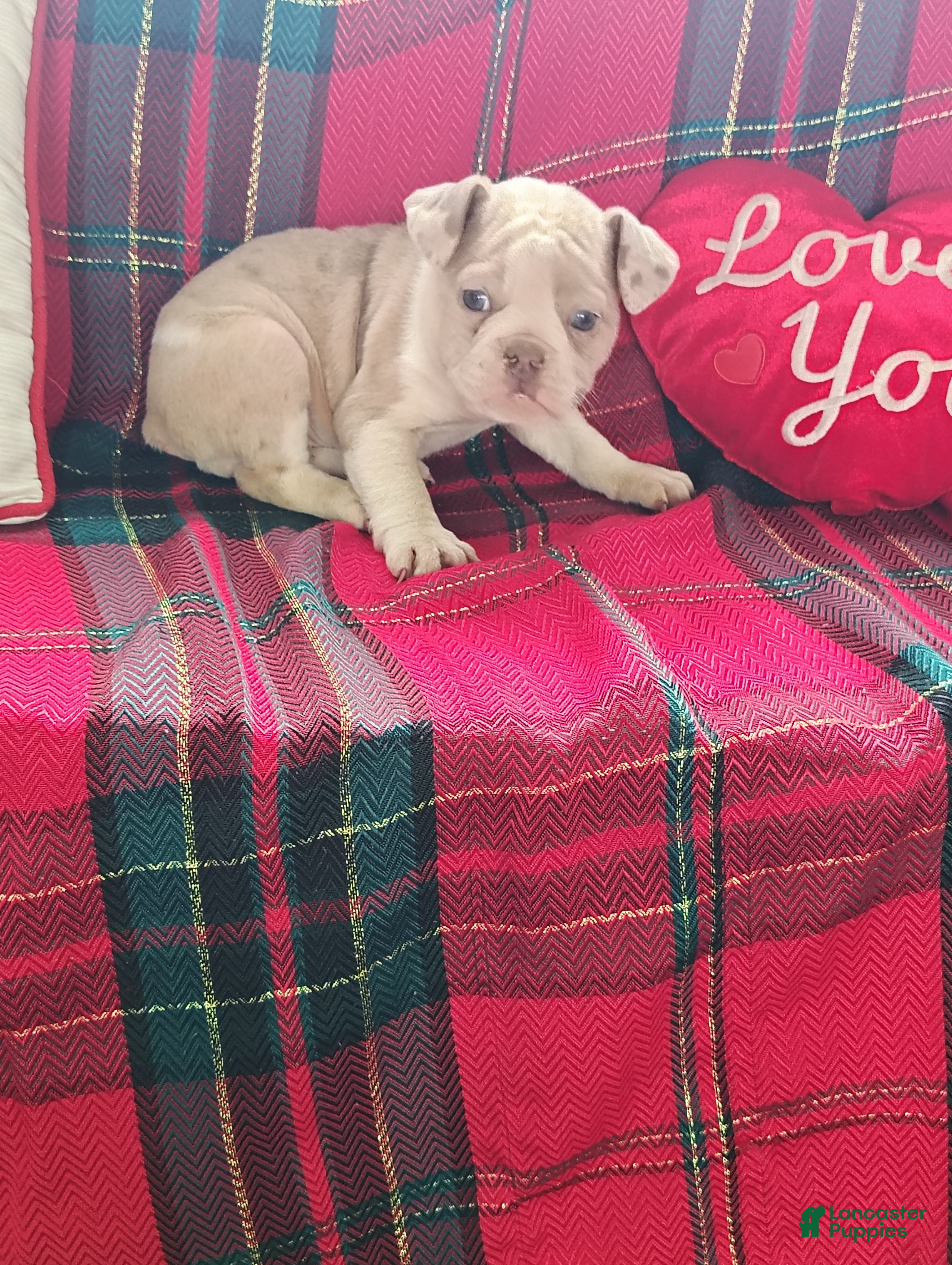 Olde English Bulldogge dogs Monica  - Ad 35