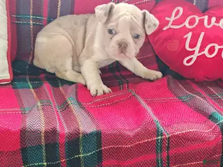 Olde English Bulldogge dogs Monica - Ad 35