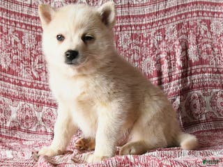 Pomsky dogs Lewis - Ad 41