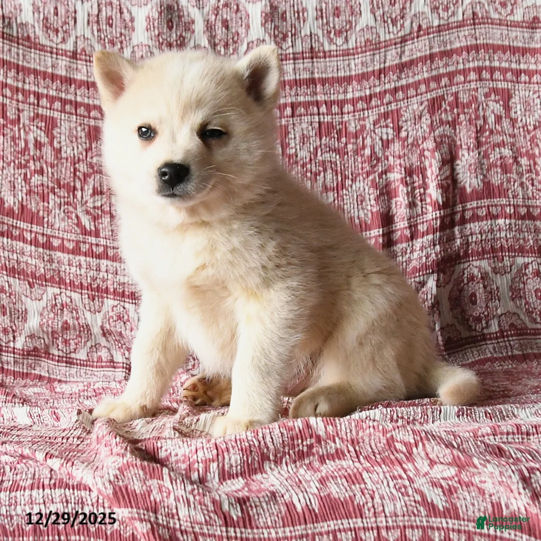 Pomsky dogs for sale: Lewis - Ad 1