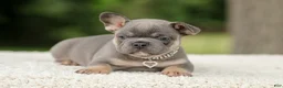 French Bulldog dogs for sale: Dallas - Ad 9