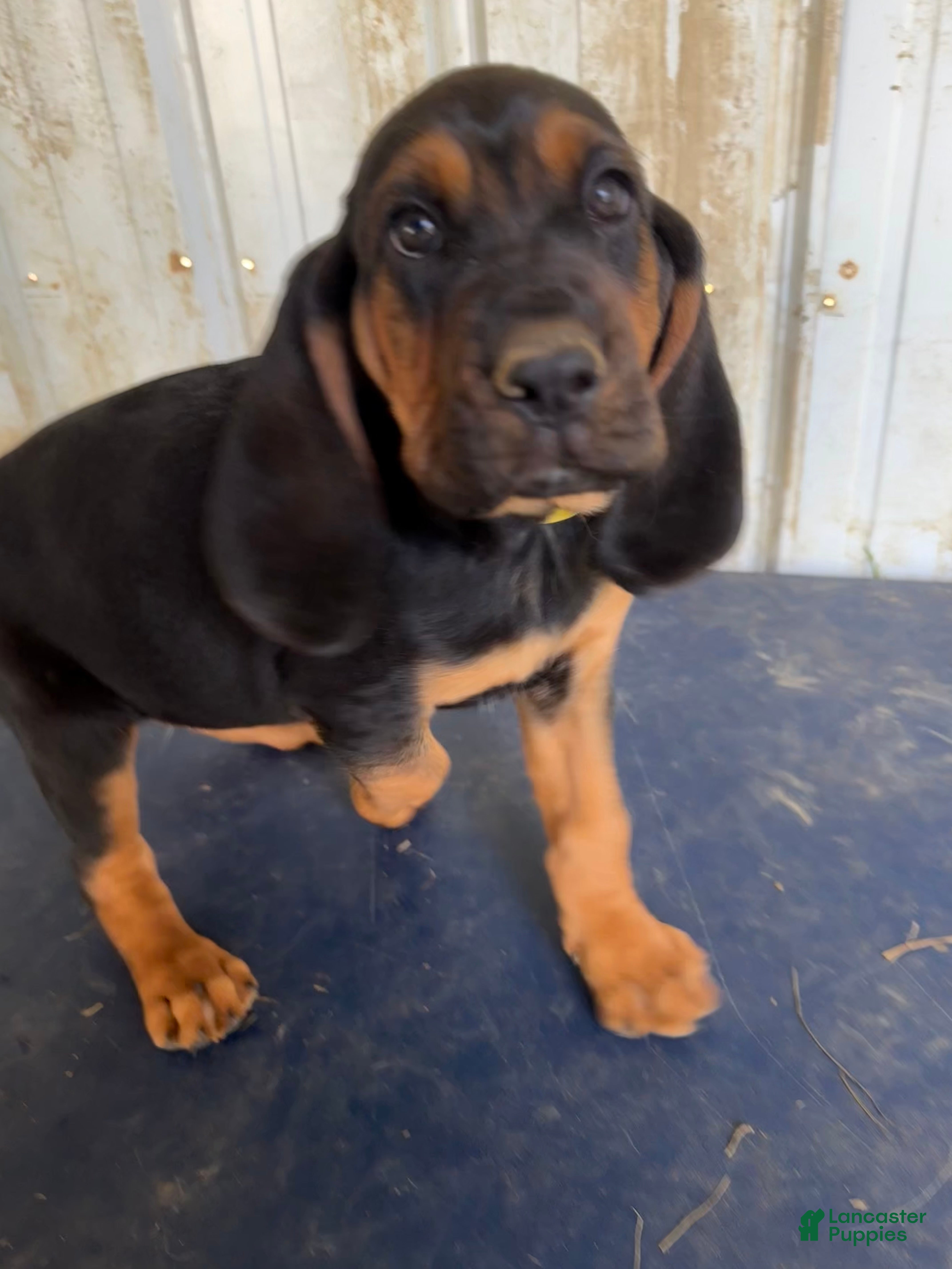 Bloodhound dogs Belle - Ad 2