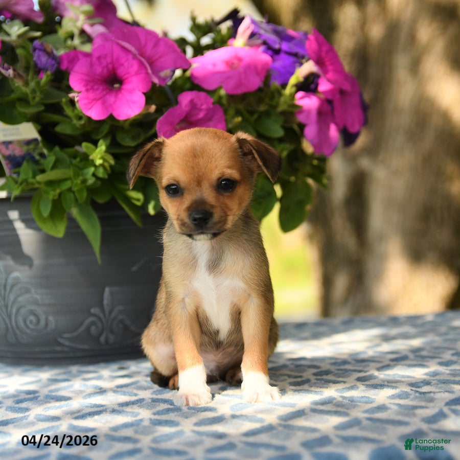 Chihuahua dogs Puddles - Ad 1