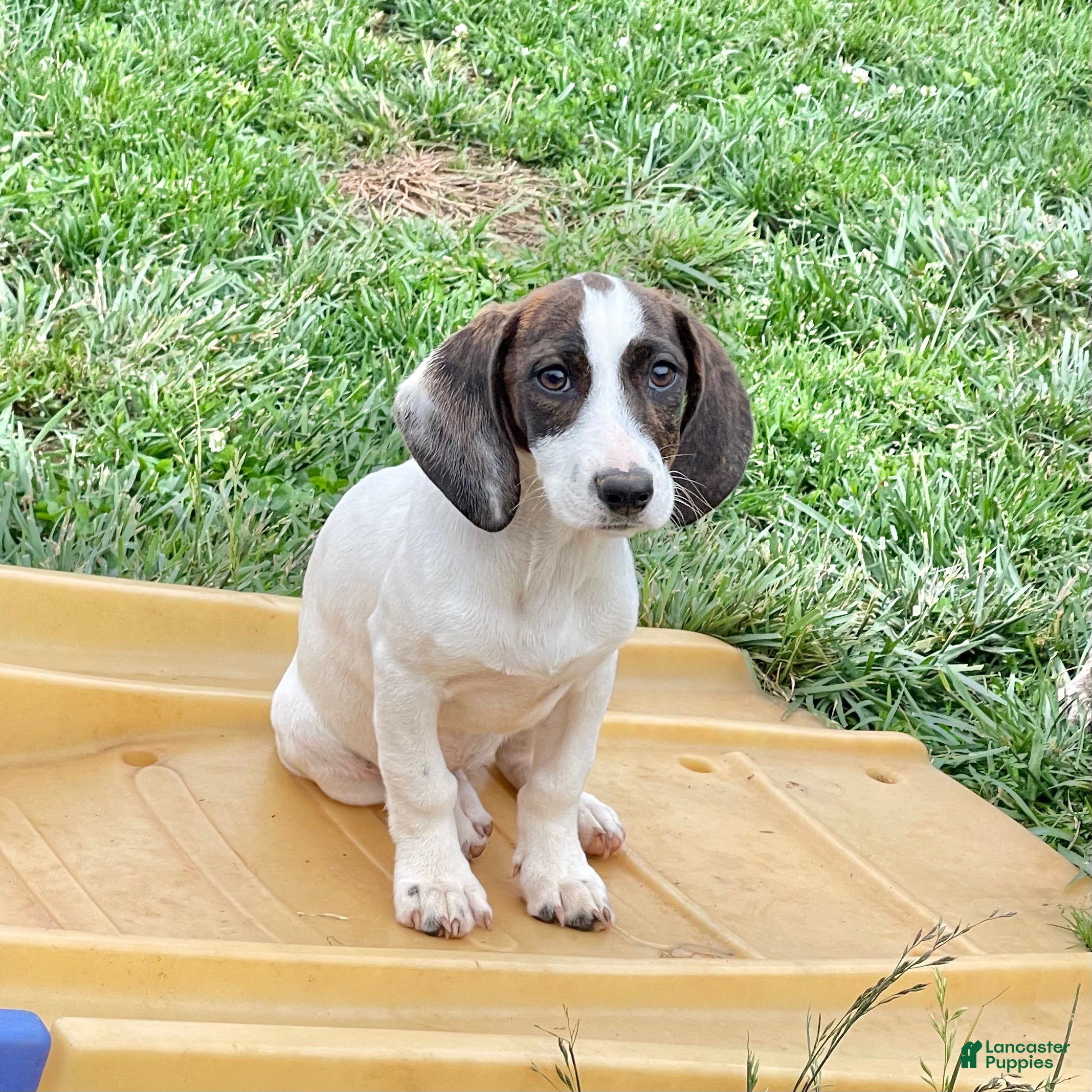 Mixed Breed dogs Tilly - Ad 8