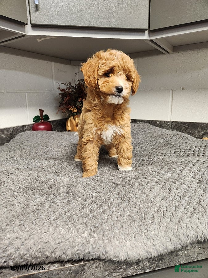 Mini Goldendoodle dogs Bonnie - Ad 2