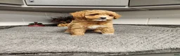 Mini Goldendoodle dogs for sale: Bonnie - Ad 2
